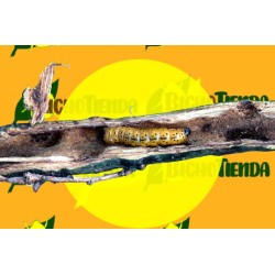 barrenador del peral