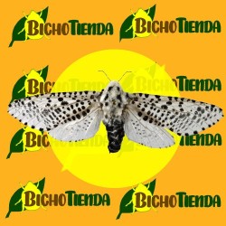 ZEUZERA PYRINA 3 mg 120 días feromonas barrenador del peral, ECONEX