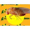 Drososan - Trampa Drosophila suzukii