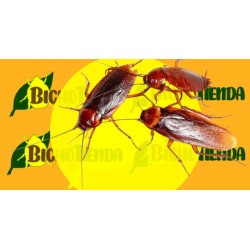 CUCARACHAS