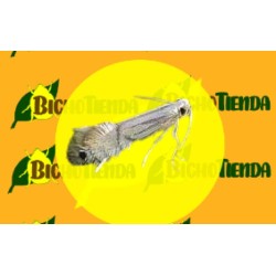 PHYLLOCNISTIS CITRELLA