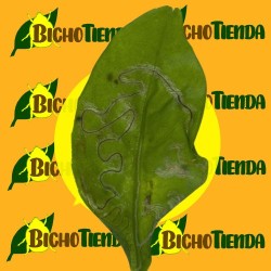 daños de PHYLLOCNISTIS CITRELLA