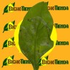 daños de PHYLLOCNISTIS CITRELLA