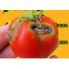 tuta absoluta