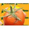 tuta absoluta
