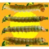 Tuta absoluta larva