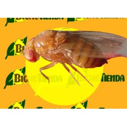 Trampa cromática ROJA 40 X 25 CM 1 ud. (Drosophila Suzukii) Econex