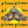 AUTOGRAPHA CALIFORNICA adulto