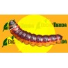 COSSUS COSSUS larva