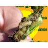 HELLULA UNDALIS (gusano de la col) daños en el cultivo
