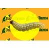 HELLULA UNDALIS (gusano de la col) larva