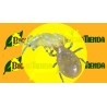 AMBLYLINE - 50.000 Ind. BOTE (Amblyseius cucumeris)
