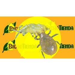 AMBLYLINE - 300.000 Ind. CAJA 300 sobres Gemini (Amblyseius cucumeris)