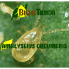 AMBLYLINE - 300.000 Ind. CAJA 300 sobres Gemini (Amblyseius cucumeris)
