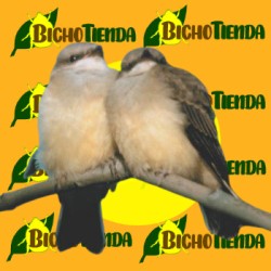 Nido para pájaros de madera maciza