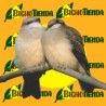 Nido para pájaros de madera maciza