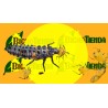 Aphidalia 100 - Adalia bipunctata (mariquitas larvas)