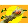 Aphidalia 100 - Adalia bipunctata (mariquitas larvas)