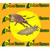 HYPOASPIS MILES