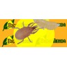 HYPOASPIS MILES combatiendo plaga