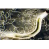 STEINERNEMA FELTIAE