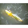 STEINERNEMA FELTIAE