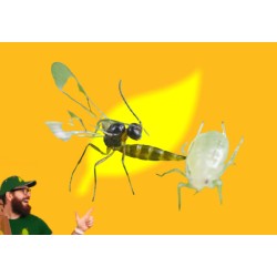 APHIDIUS COLEMANI