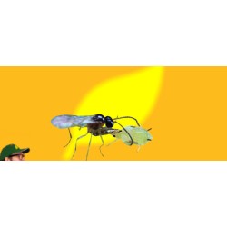 APHIDIUS COLEMANI