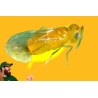 ERETMOCERUS EREMICUS 5000 ind. BLISTER (20x250)- Eretline