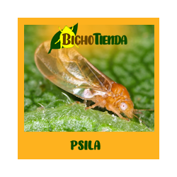 PSILA