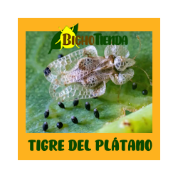 TIGRE DEL PLÁTANO