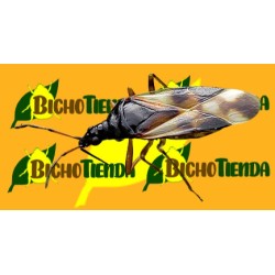 Anthocoris nemoralis