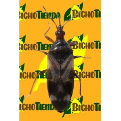 Anthocoris nemoralis