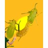 Aphidoletes aphidimyza