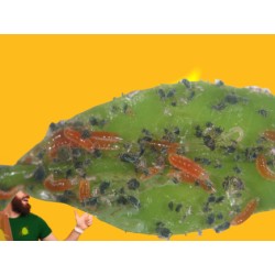 Aphidoletes aphidimyza