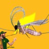 Aphidoletes aphidimyza