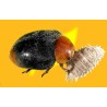 Cryptolaemus Montrouzieri,