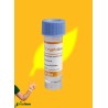 Mariquitas Cryptolaemus Montrouzieri, vial 25 ind. (vs cochinilla algodonosa) CRYPTOLINE