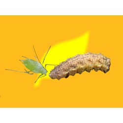 Episyrphus balteatus combatiendo plaga de pulgones