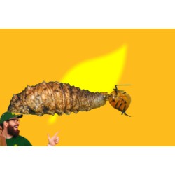 Episyrphus balteatus larvas contra pulgón, Balteacolor