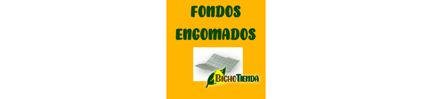 Fondos Engomados