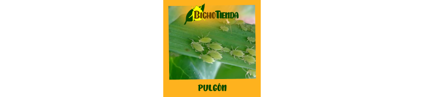 Pulgón