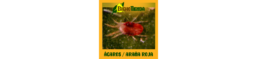 Ácaros - Araña Roja
