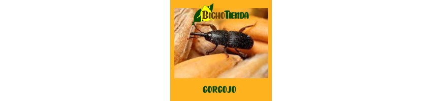 Gorgojo