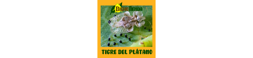 Tigre del plátano (Corythucha ciliata)