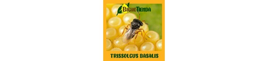 Trissolcus basalis | Parasitoide chinche verde Nezara