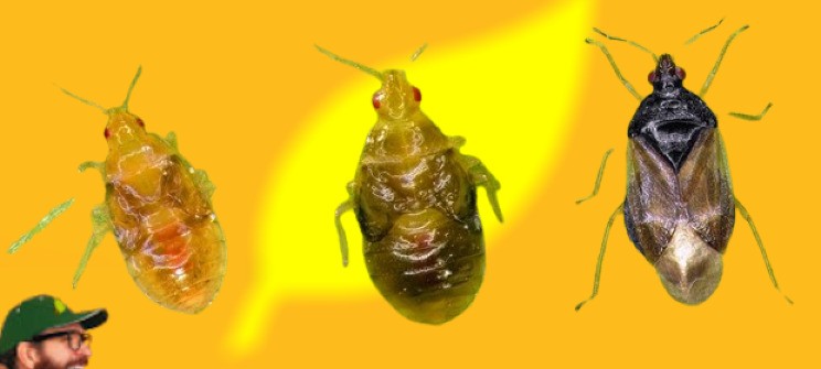 orius  leavigatus ninfas y adultos