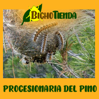 Procesionaria del Pino