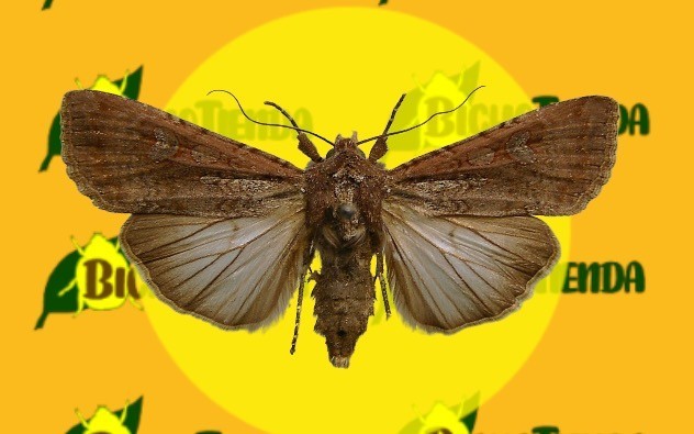 PERIDROMA SAUCIA