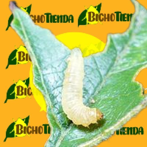 Argyrotaenia Velutinana